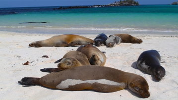Galapagos - West & Central Islands aboard the Eden