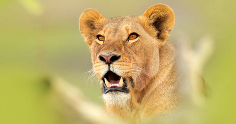 Botswana Wildlife Safari