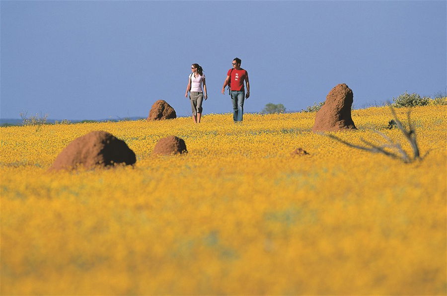 A couple walks through fields of yellow wildflowers in Western Australia