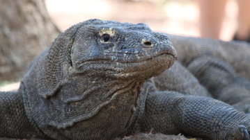 Bali and Komodo: Dragons, Rice Terraces & Cultural Ceremonies