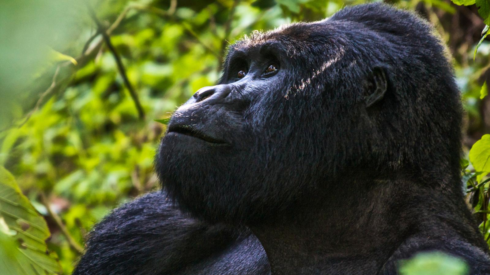 A young male mountain gorilla in the forest, Uganda