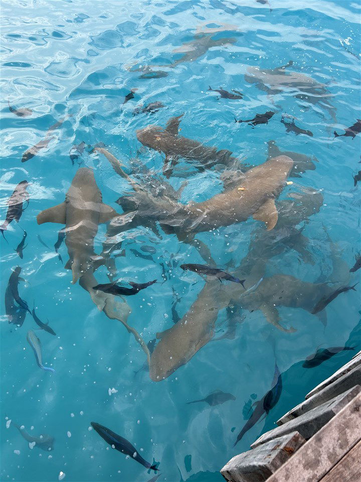 sharks in the maldives