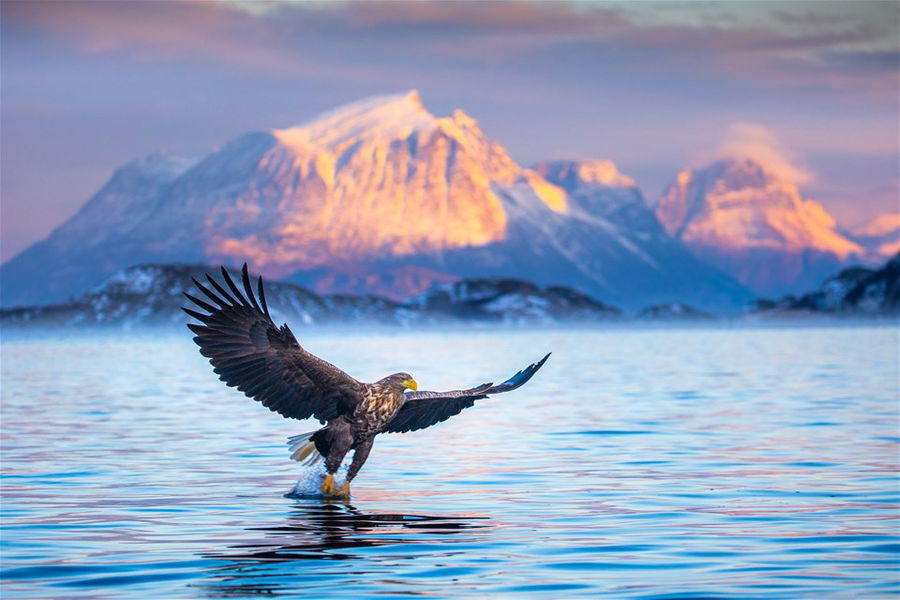 White tailed eagle in the Lofoten Islands, Norway