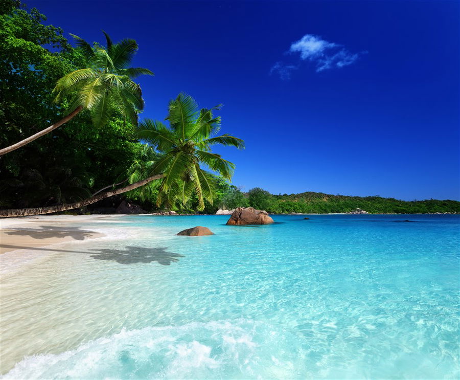 Palm trees on a Seychelles beach on a sunny day