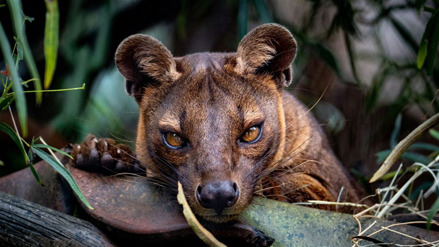 Fossa in Madagascar