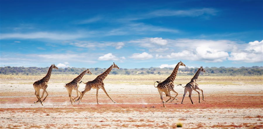 Herd of Giraffes in African Savanna, Etosha National Park, Namibia