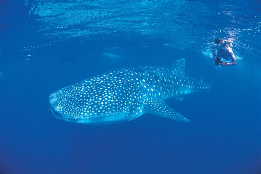 Swimming with whale sharks in Western Australia