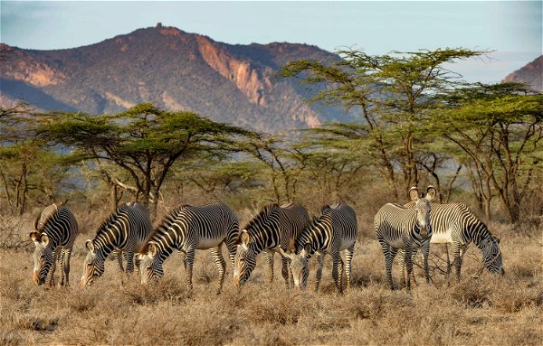 Samburu National Reserve Holidays 2023/2024 | Trailfinders