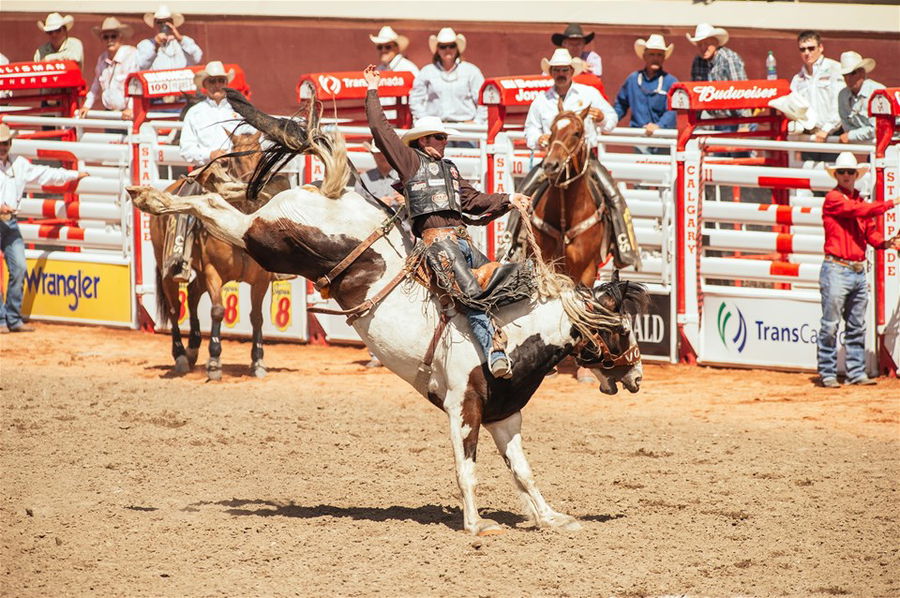 A cowboy riding a horse at the Calgary Stampede, Canada