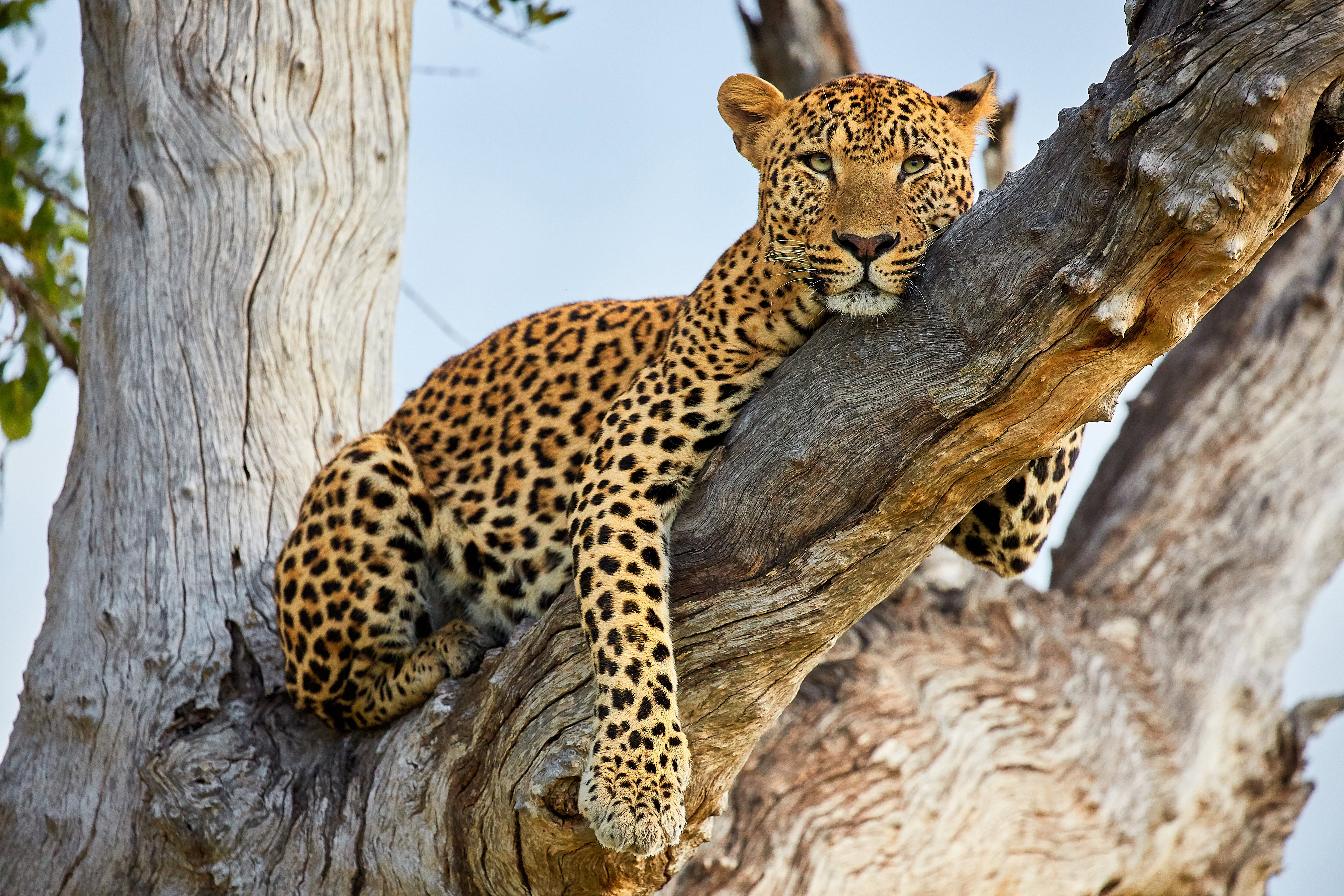 Male Leopard in tree at Zikomo, South Luangwa, Zambia