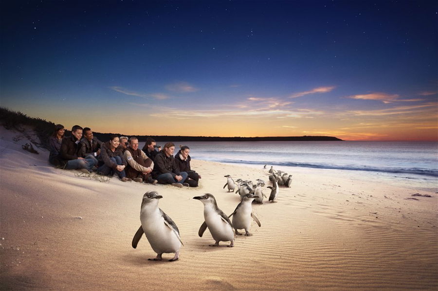 Penguins on Phillip Island, Australia