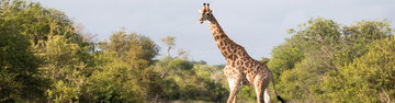 Premium Kenya & Southern Africa Highlights
