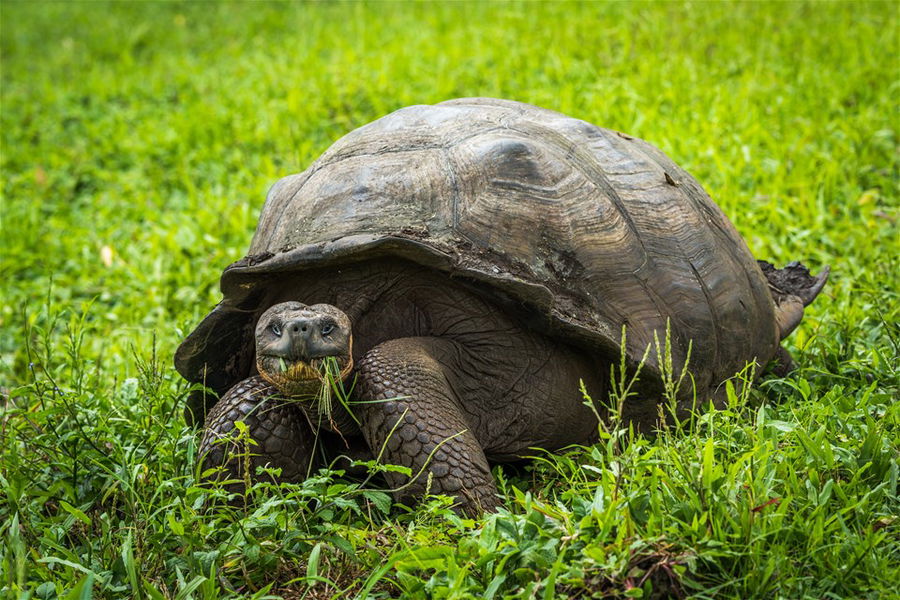 Giant tortoise eating grass in field, Galapagos Islands, Ecuador