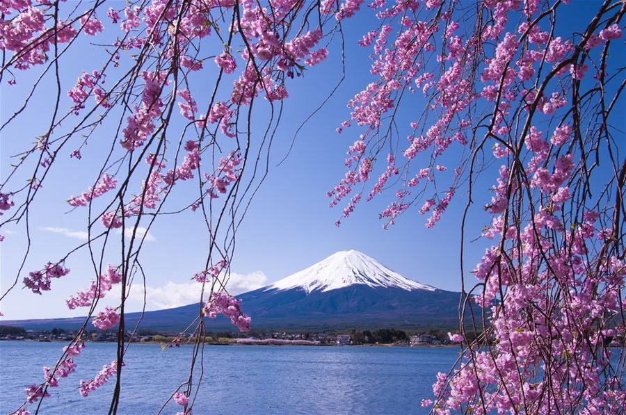 Mount Fuji framed by cherry blossoms in Japan