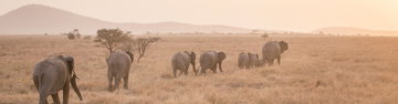 Serengeti Trail