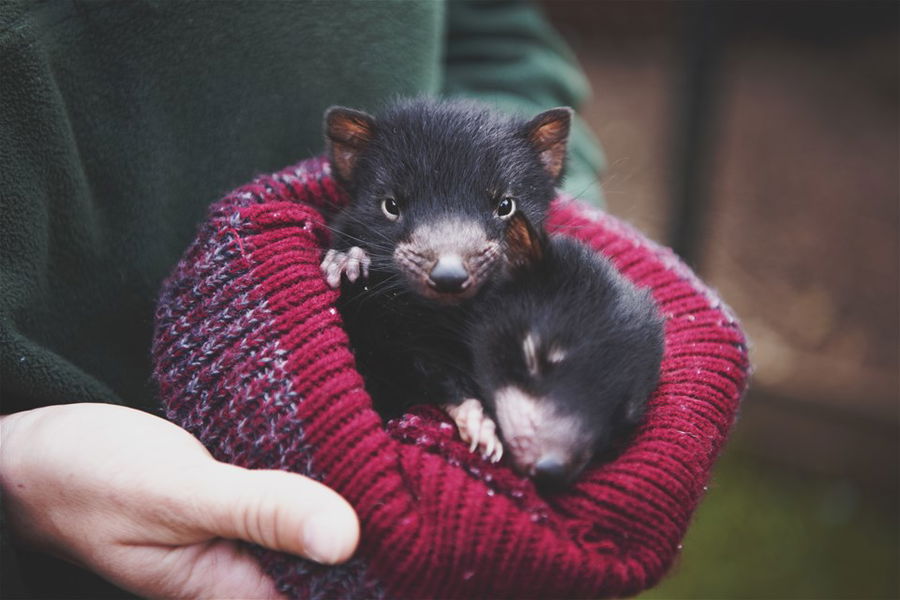 Tasmanian devil joey in a hat