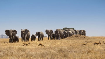 Journeys: Kenya & Tanzania Safari