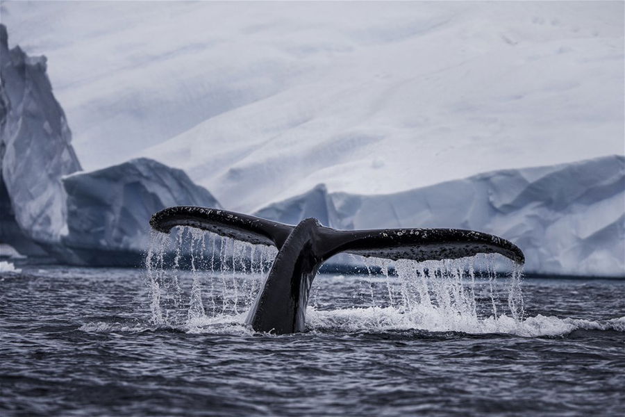 A humpback whale in the sea in Antarctica