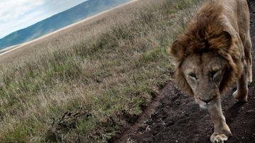Tanzania to Zanzibar: White Sands & the Wilderness