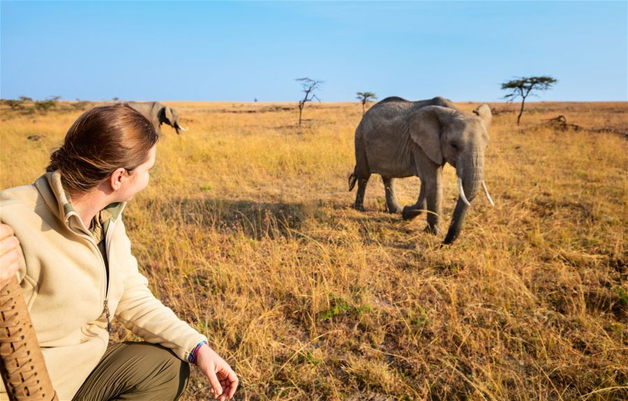 Woman on safari game drive enjoying close encounter with elephants in Kenya