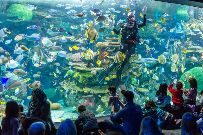 Diver entertaining visitors of Ripley's Aquarium in Toronto