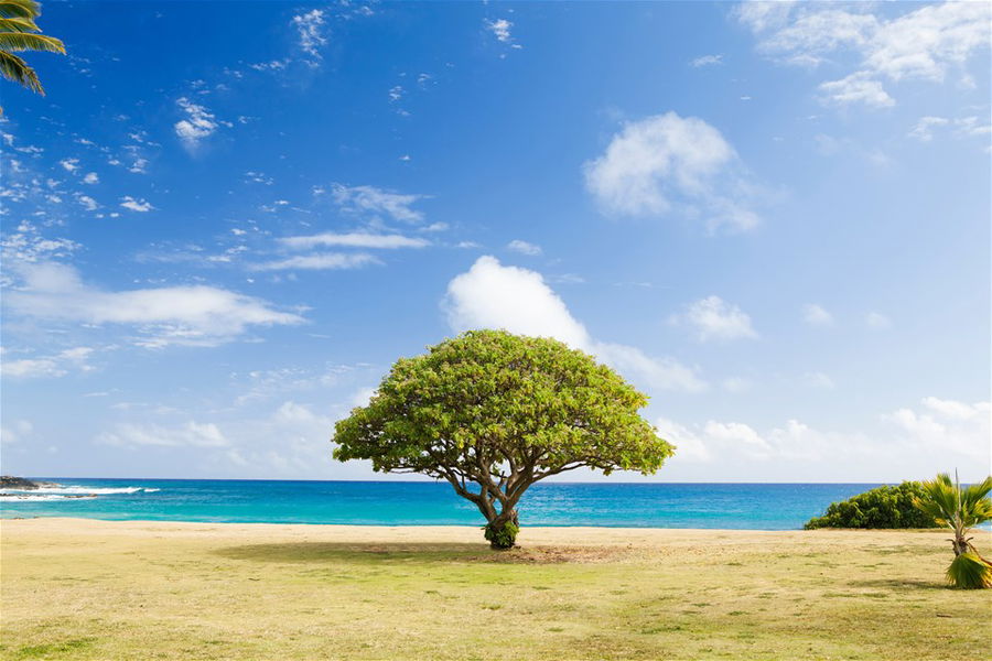 A lone tree stands on a white sand beach in Hawaii