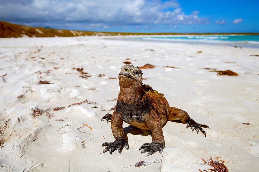 A lizard on the beach in the Galapagos Islands