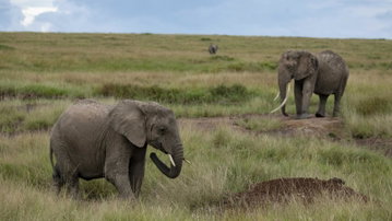 Masai & Tanzania Camping Safari