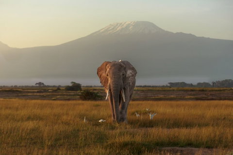 Kenya by Rail: Trains, Safaris & Beaches