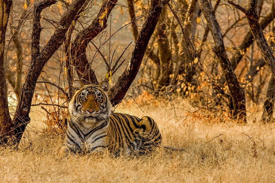 Tiger sitting on the dry grasses of Ranthambore tiger reserve at sunrise, India