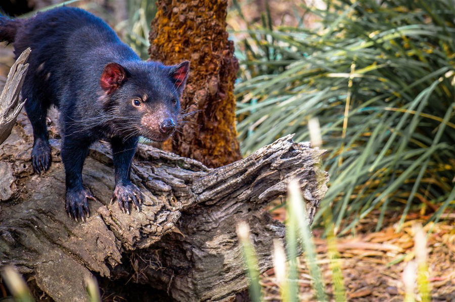 A Tasmanian Devil on a treestump in Australia