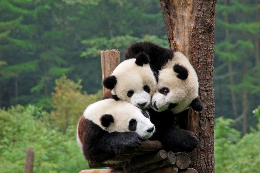 Three cuddly pandas in Chengdu, China