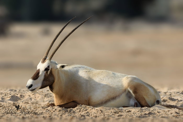 Arabian Oryx on a sand dune in a desert in Bahrain