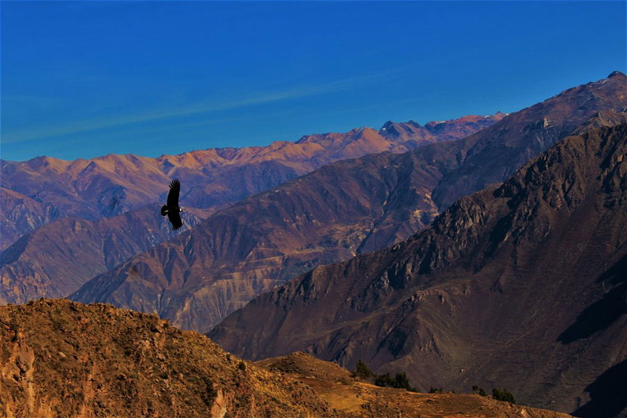 Condor in Colca Canyon, Peru