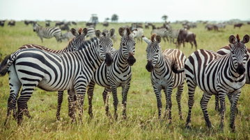 Southern Africa Encompassed: Bush Camps & Wildlife Spotting