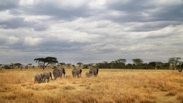 Tanzania Camping Adventure
