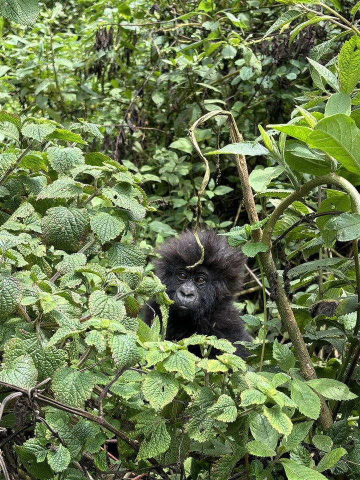 A baby gorilla in the forest in Rwanda