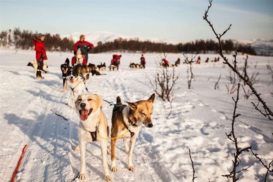 Husky Sledding Adventure from Tromso