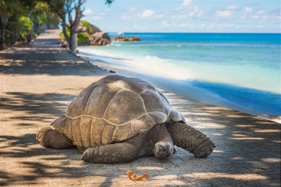 A giant tortoise on a Seychelles beach