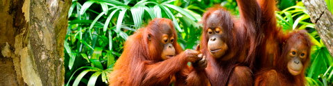 Borneo Family Holiday Comfort