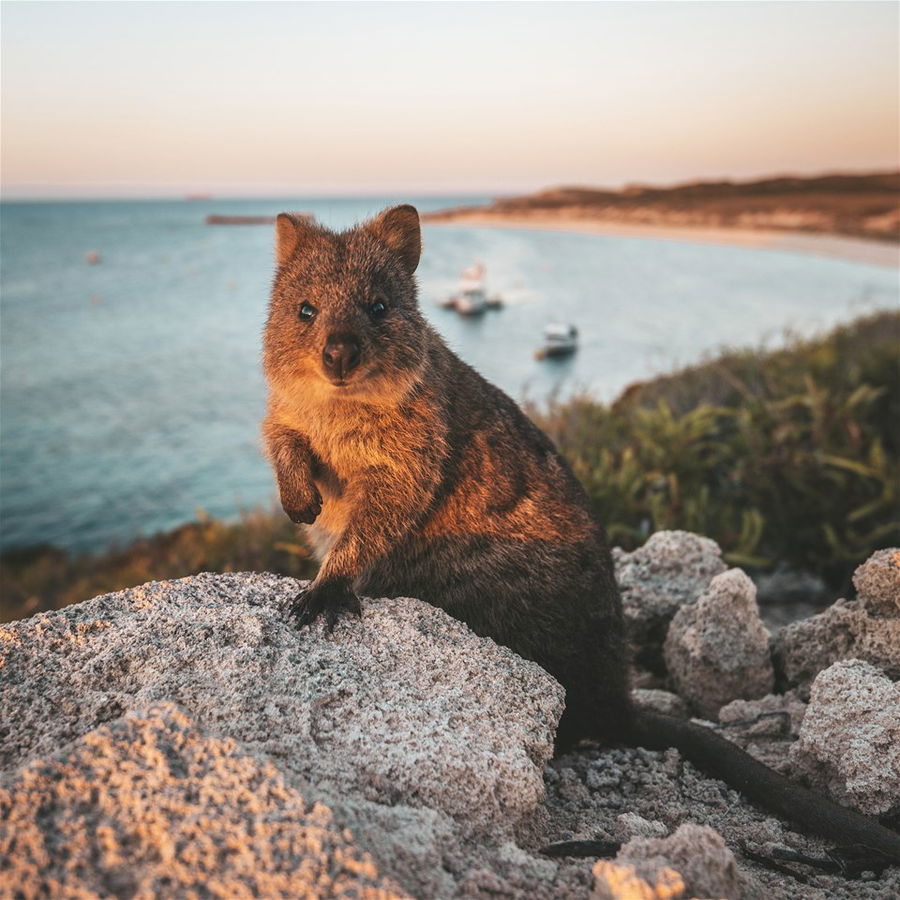 A quokka on Rottnest Island in Western Australia