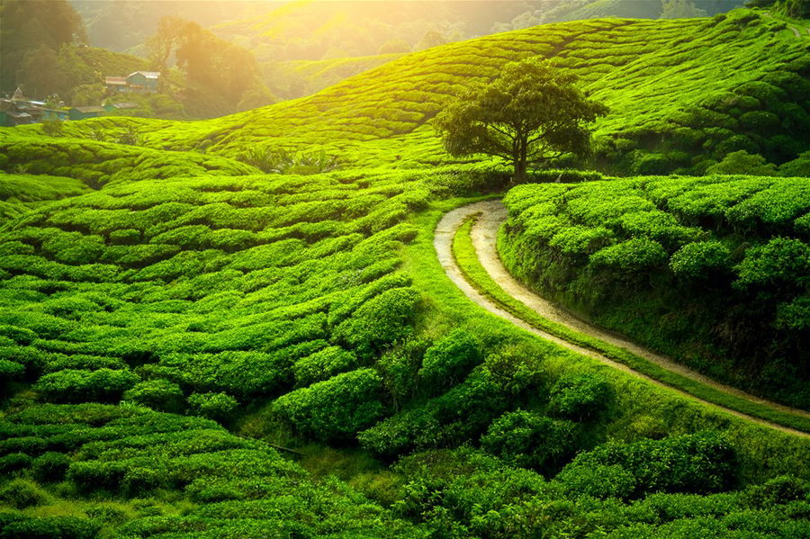 Tea plantation and lonely tree in Darjeeling, Sri Lanka