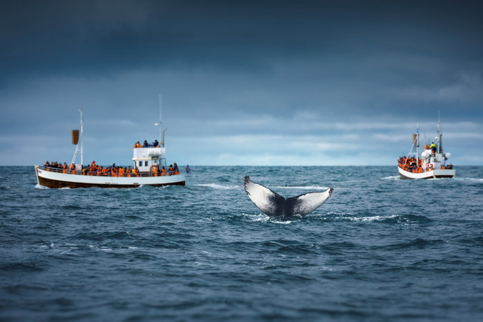 Whale Watching In Iceland