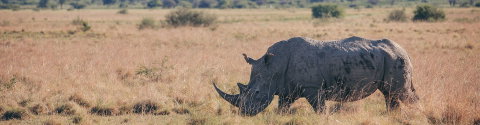 Botswana Highlights