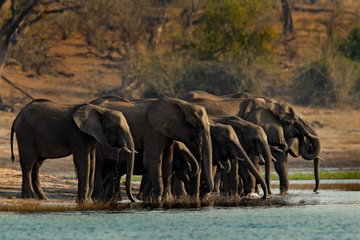 Elephants line up to drink from the river in Chobe National Park, Botswana
