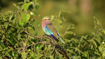 Journeys: Botswana & Zimbabwe Safari
