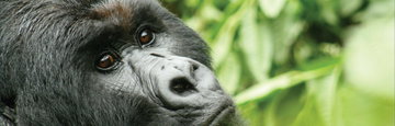 Victoria Falls to Gorillas