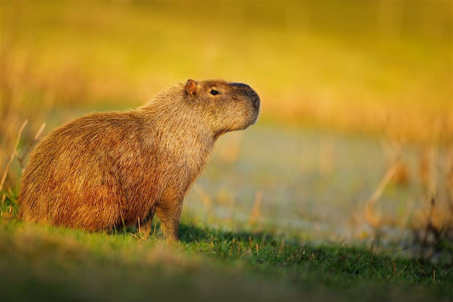 The capybara enjoying some evening light during sunset in Pantanal, Brazil