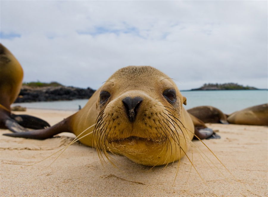 Snorkel with Playful Sea Lions in the Galapagos, Ecuador