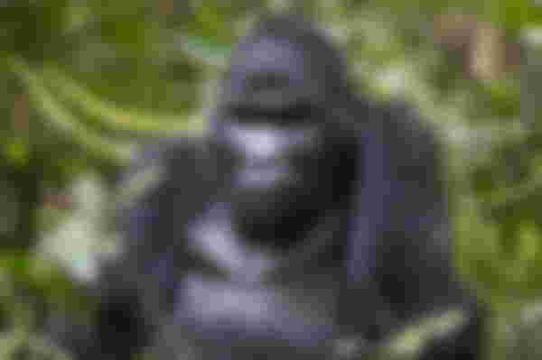 A Glimpse of Gorillas